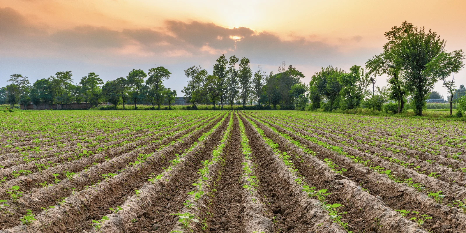 Agricultural farmland at sunset